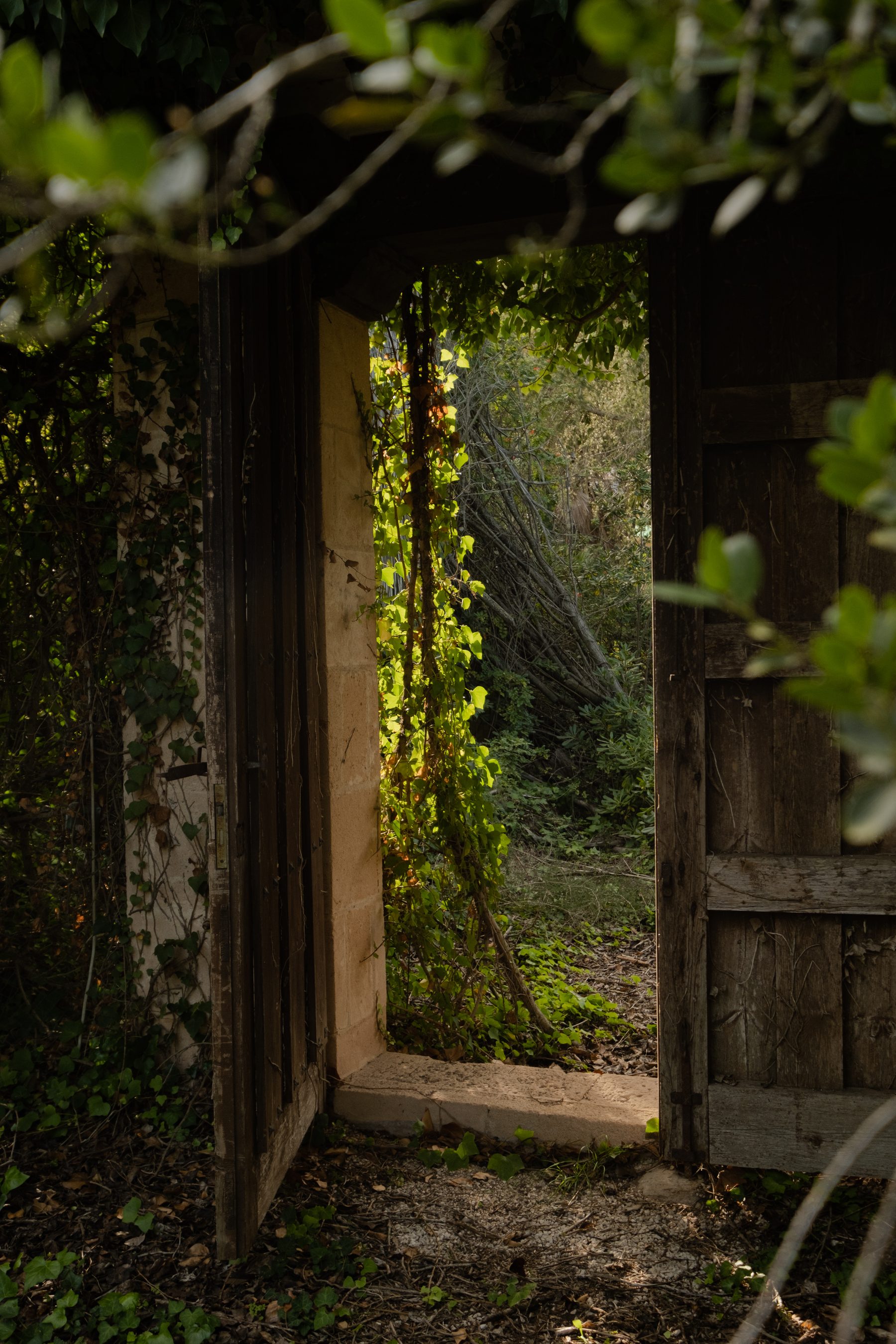 Puerta entre vegetaci&oacute;n